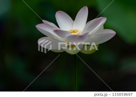 世界で一番美しいお花..ハス 世界で一番美しいお花..ハス 133059697
