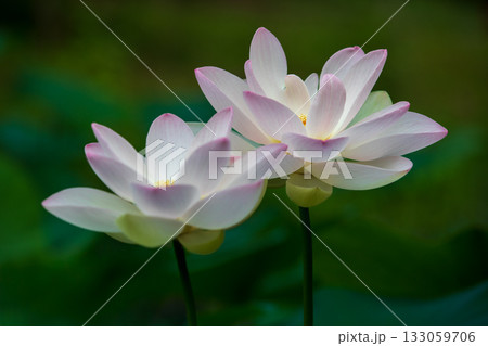 世界で一番美しいお花..ハス 133059706