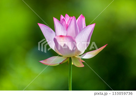 世界で一番美しいお花..ハス 世界で一番美しいお花..ハス 133059736