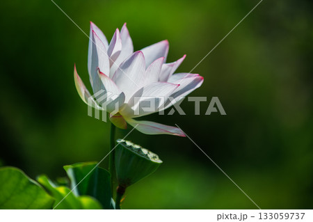 世界で一番美しいお花..ハス 世界で一番美しいお花..ハス 133059737
