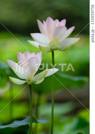 世界で一番美しい花..ハス 世界で一番美しい花..ハス 133059756