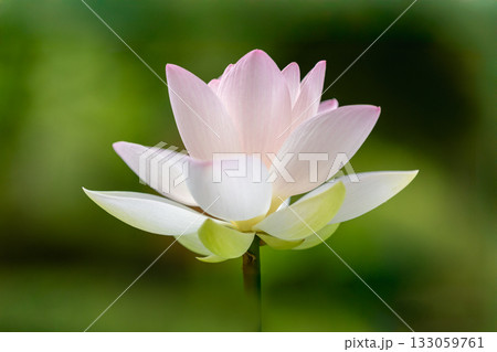 世界で一番美しい花..ハス 世界で一番美しい花..ハス 133059761