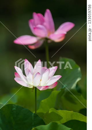 世界で一番美しい花..ハス 世界で一番美しい花..ハス 133059786