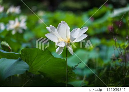 世界で一番美しい花 世界で一番美しい花 133059845