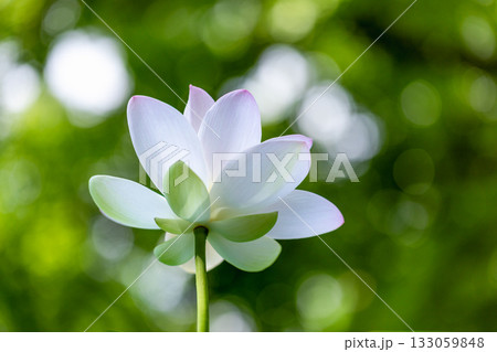 世界で一番美しい花 世界で一番美しい花 133059848