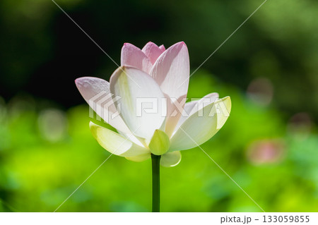 世界で一番美しい花 世界で一番美しい花 133059855