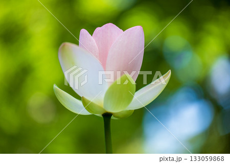 世界で一番美しい花 世界で一番美しい花 133059868