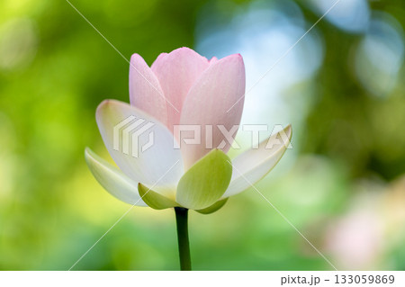 世界で一番美しい花 世界で一番美しい花 133059869