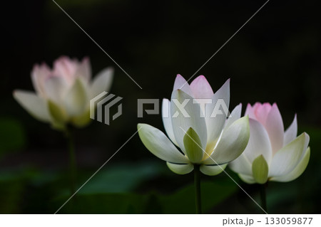 世界で一番美しい花 世界で一番美しい花 133059877