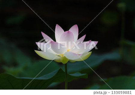 世界で一番美しい花 133059881