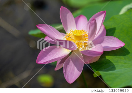 世界で一番美しい花 世界で一番美しい花 133059939