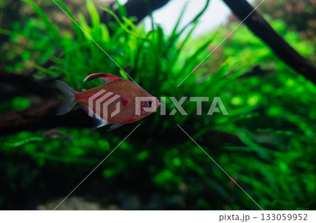 水草の森を漂う一匹の魚 133059952