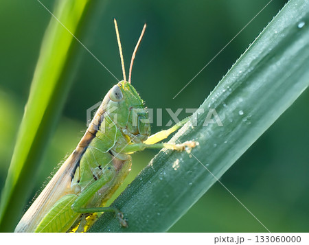 イネ科の植物を食べるバッタ 133060000