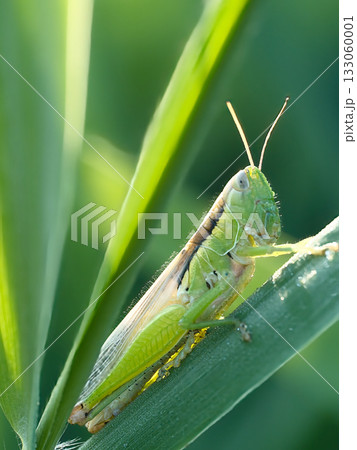 葉に止まるイナゴ 133060001