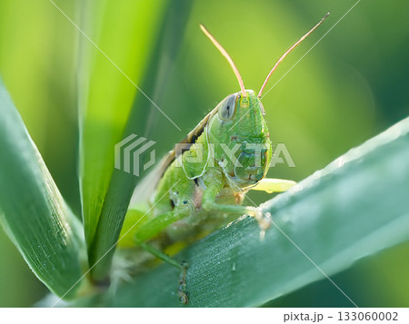 イネ科の植物を食べるバッタ 133060002