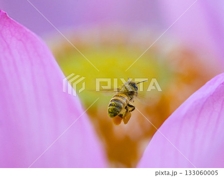 蓮の花にとまるミツバチ 蓮の花にとまるミツバチ 133060005
