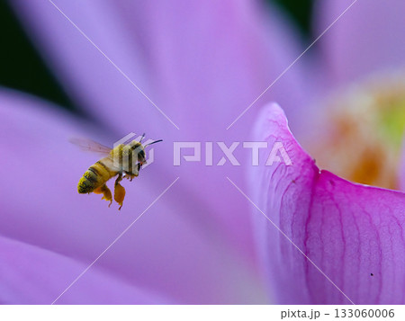 花の蜜を吸うミツバチ 花の蜜を吸うミツバチ 133060006
