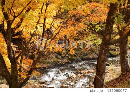 長野県もみじ湖のもみじ 133060077