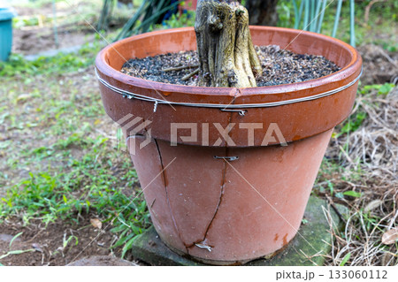 針金で補修した植木鉢 針金で補修した植木鉢 133060112