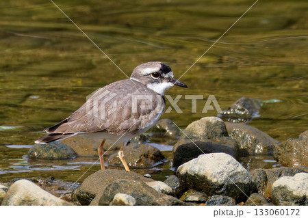 川辺にいるイカルチドリ 133060172