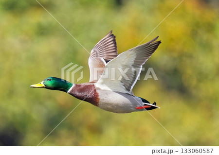 飛翔するマガモ雄 133060587