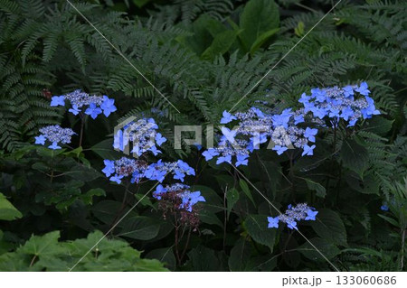 東北安比高原で見た青色の両性花の周りに鮮やかな青色の装飾花が沢山並んで咲いている綺麗なエゾアジサイ 東北安比高原で見た青色の両性花の周りに鮮やかな青色の装飾花が沢山並んで咲いている綺麗なエゾアジサイ 133060686