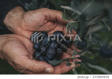 Olive Harvest. Hands Holding Fresh Olives in Grove 133060856