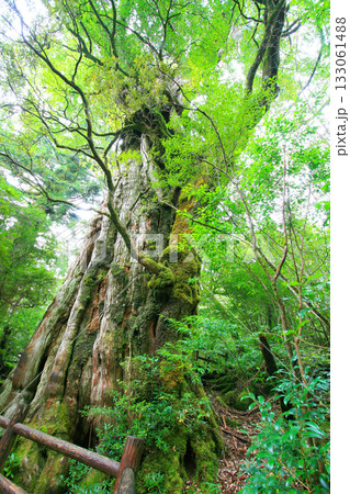 屋久島の森の風景:苔むす紀元杉6 133061488
