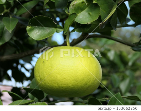 オロブランコ、スウィーティー　8 133062250