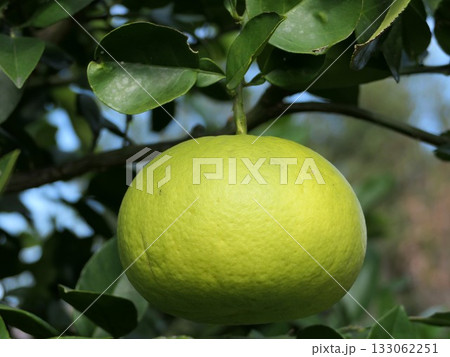 オロブランコ、スウィーティー　7 133062251