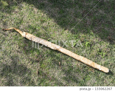 暑い夏だったがよく育ってくれた長芋 133062267