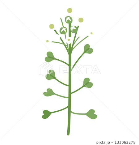 ナズナのイラスト ナズナのイラスト 133062279