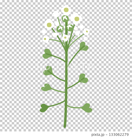 ナズナのイラスト ナズナのイラスト 133062279