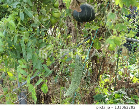 11月といううのにまだゴーヤ、トマト、カボチャが茂っている 133062292