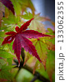 真っ赤なもみじ 133062355