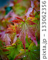 雨の日のもみじ 133062356