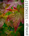 雨の日のもみじ 133062357