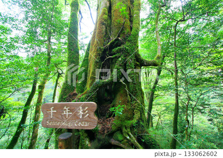 屋久島の森の風景:苔むす千年杉1 133062602