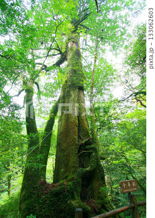 屋久島の森の風景:苔むす千年杉2 133062603