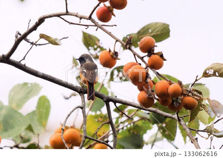 木に止まるジョウビタキ 133062616
