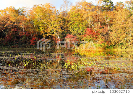 志賀高原の素晴らしい紅葉 志賀高原の素晴らしい紅葉 133062710
