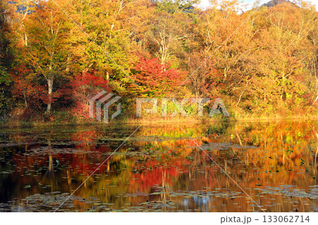 志賀高原の素晴らしい紅葉 133062714