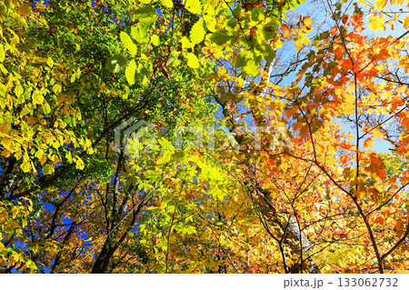 志賀高原の素晴らしい紅葉 133062732