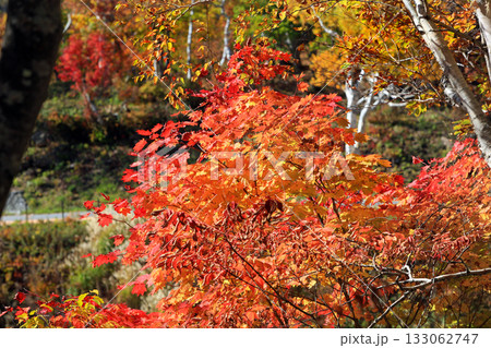 志賀高原の素晴らしい紅葉 志賀高原の素晴らしい紅葉 133062747