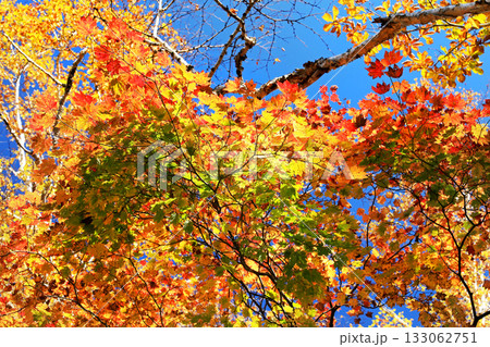 志賀高原の素晴らしい紅葉 志賀高原の素晴らしい紅葉 133062751