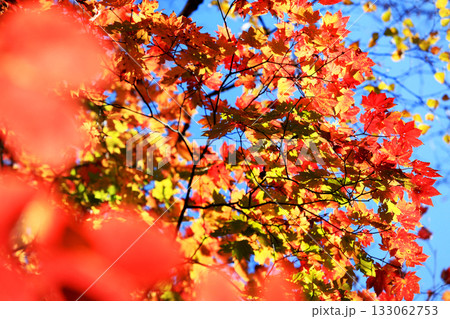 志賀高原の素晴らしい紅葉 133062753