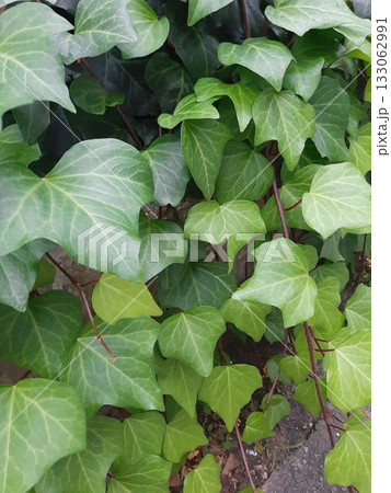 大きな葉っぱ　緑の葉 133062991