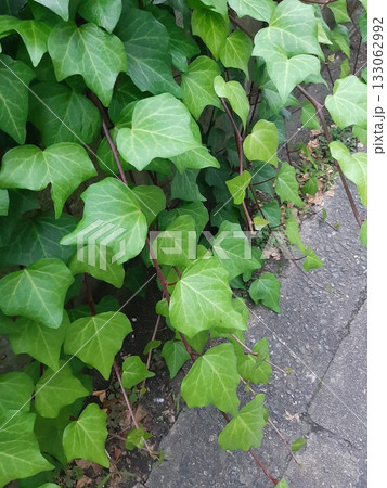 石垣に生える草　緑の葉　葉っぱ 133062992