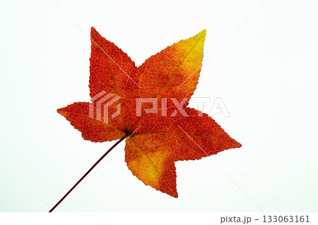 紅葉したフウの葉の素材 133063161