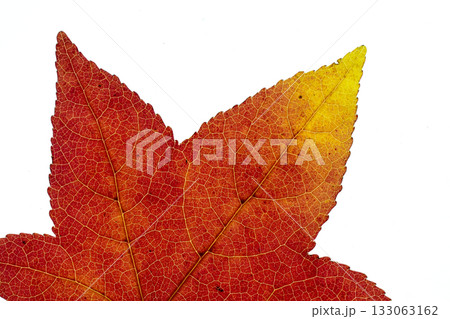 紅葉したフウの葉の素材 133063162